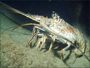 20120519-spiny lobster TucacasBajoMeroPanulirusArgus.JPG